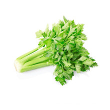 New Crop Chinese Wholesale Top Grade Healthy And Natural Celery